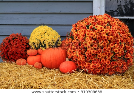 Zdjęcia stock: Different Sized Pumpkins In Window