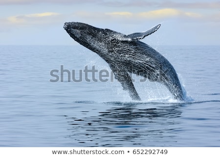 Stock foto: Pacific Ocean Water Off The Coast Of Oahu In Hawaii