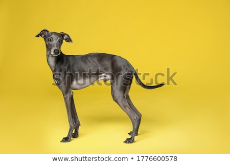 Foto stock: Greyhound