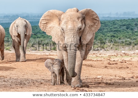 Foto d'archivio: Itello · di · elefante