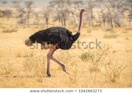 [[stock_photo]]: Ostrich In The Wild