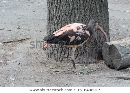 Сток-фото: Juvenile Ibis Standing On One Foot