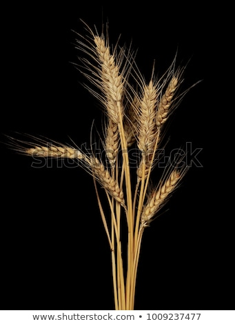 [[stock_photo]]: Wheat Ears Isolated On Black Background