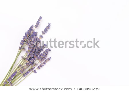 Foto stock: A Lavender Empty Template With Plant Borders