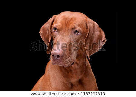 Сток-фото: Hungarian Vizsla Portrait In Black Background