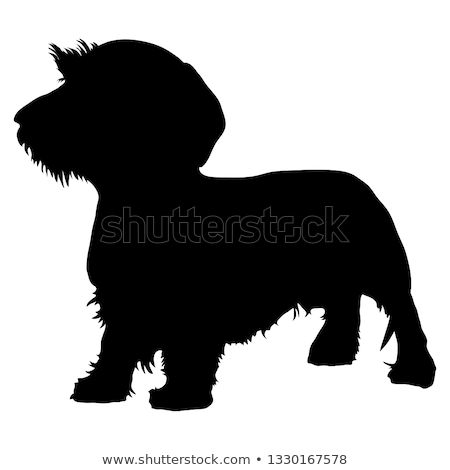 Foto stock: Wired Hair Dachshund Portrait In White Background