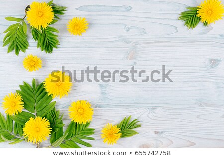 Foto stock: Yellow Dandelion Flowers And Green Leaves On Light Blue Wooden Board Copy Space Top View