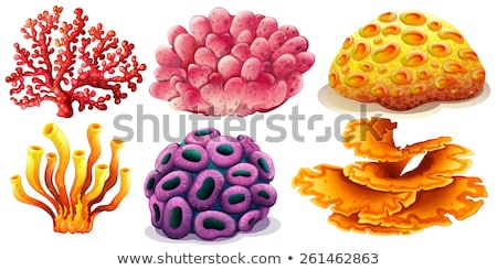 [[stock_photo]]: Different Types Of Coral Reef