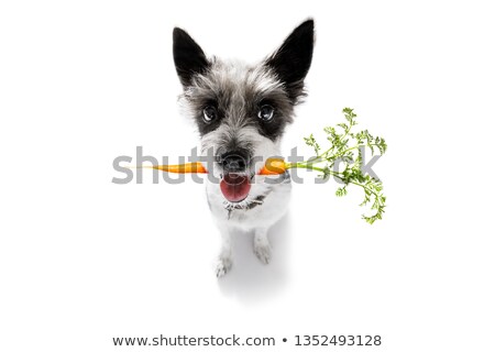 Foto stock: Dog With Healthy Vegan Carrot In Mouth