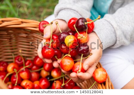 Foto stock: Girl Putting Picked Cherries Into The Basket