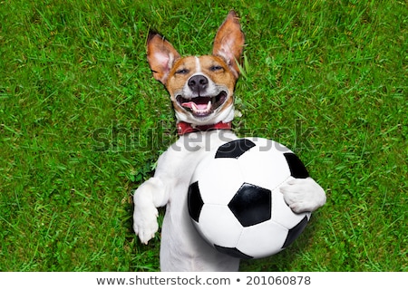 Stockfoto: Dog As Soccer With Medal And Flag