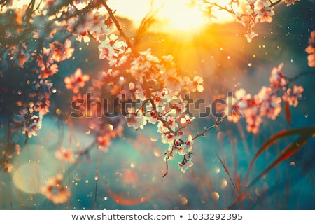 [[stock_photo]]: Blooming Trees In Garden In Spring