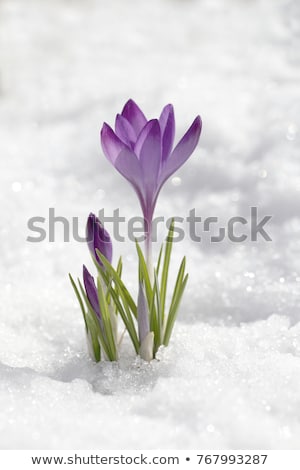 [[stock_photo]]: Crocus Flower In Snow