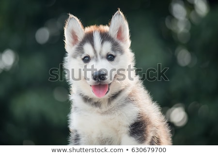 Stock fotó: Cute Husky Puppy Dog