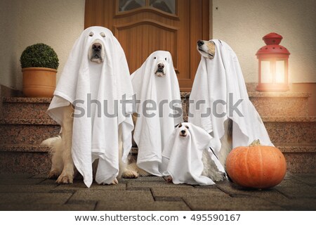 Stok fotoğraf: Halloween Ghost Dog Trick Or Treat