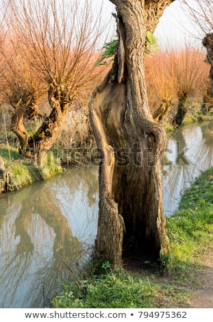 Stock fotó: Open Pollard Willow In Nature In Holland