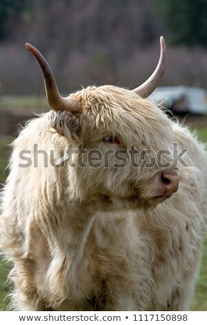 Stockfoto: Kyloe Highland Cow Closeup Portrait