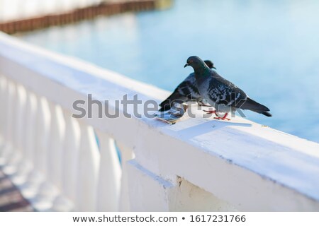 [[stock_photo]]: Two Doves Sitting On A Low White Fence In The Background Of The Sea