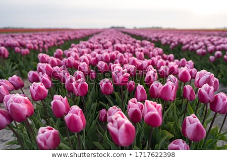 [[stock_photo]]: Pink Dutch Tulips