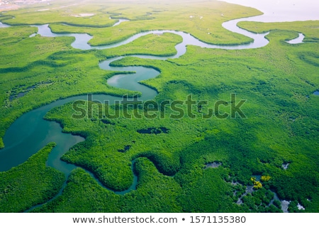 Stock fotó: Mangrove Forest
