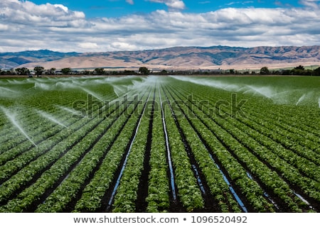 Stockfoto: Salad Field Irrigation