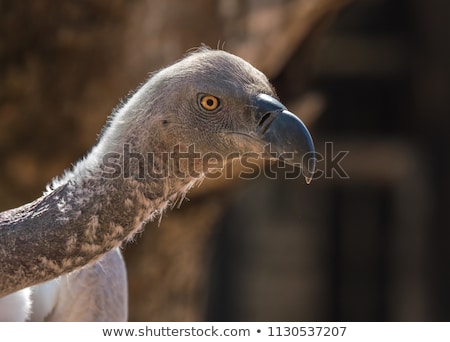 Stock photo: White Backed Vulture