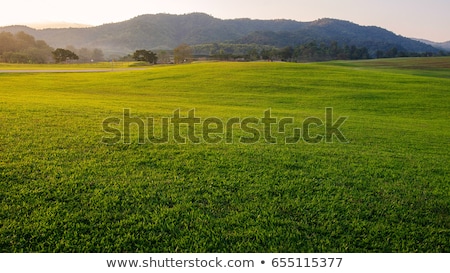 Сток-фото: Green Grass Isolated On Orange Background