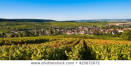 Stock photo: Champagne Vineyards In The Cote Des Bar Aube