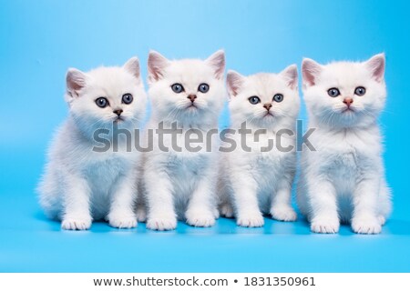 Foto stock: Black Silver Shaded British Short Hair Cat