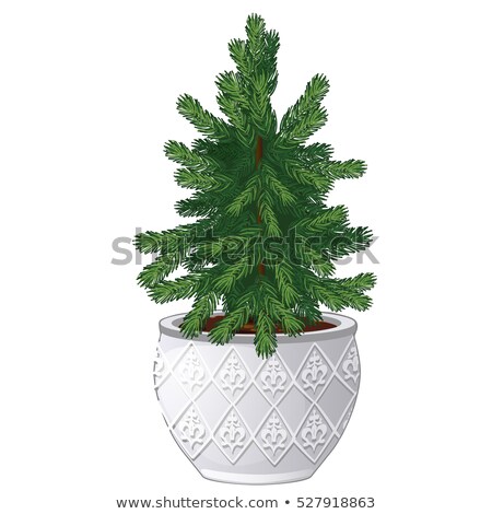 Stok fotoğraf: Office Fir Tree Growing In Ceramic Pot In Vintage Style Isolated On White Background Miniature Pott