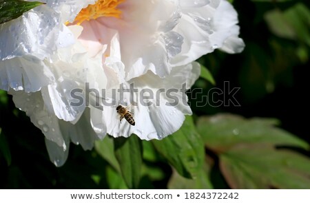 Stock foto: Macro Photo Of Peony Flower With Transparent Drops Of Dew In A Trendy Color Of The Year 2019 Living