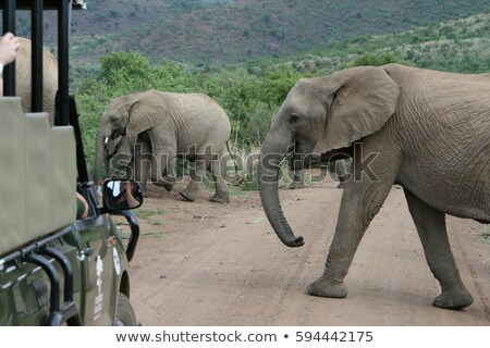 Stok fotoğraf: African Elephant In Pilanesberg South Africa Wildlife Safari