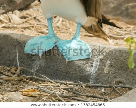 Foto stock: Close Up Of Blue Footed Booby At Galapagos Island Of North Seymo