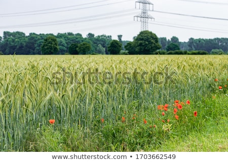 Stok fotoğraf: Abstract Composition Of Barley Field In Sunset