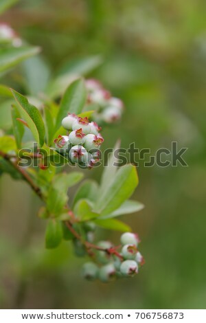 Twig Of Unripe Big Blue Berry Fruit Zdjęcia stock © Artush