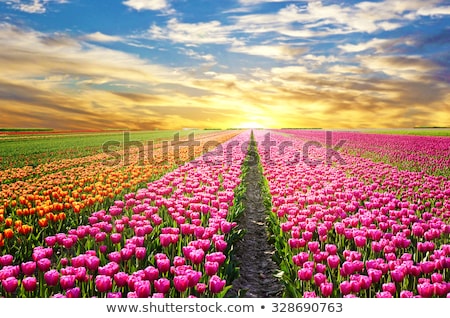 Foto stock: Field Of Red Yellow Anmd Purple Tulips In Holland