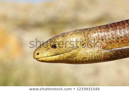 [[stock_photo]]: Closeup Of Pseudopodus Apodus Head