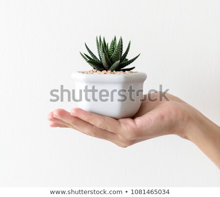 Stock fotó: A Woman Carries A Pot With A Potted Plant