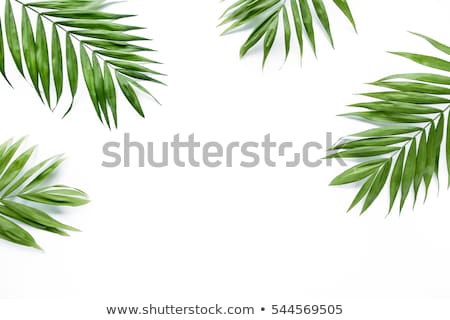 Foto stock: Palm Leaves On White Background