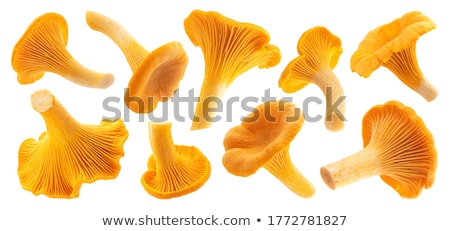 Stock photo: Chanterelle