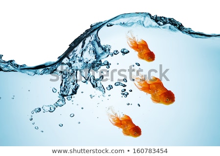 Stok fotoğraf: Goldfish Swimming Under The Water