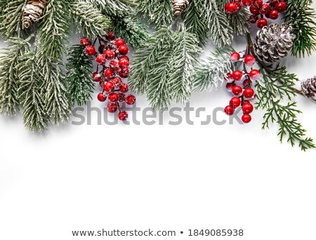 Pine Tree In Winter Foto stock © almaje