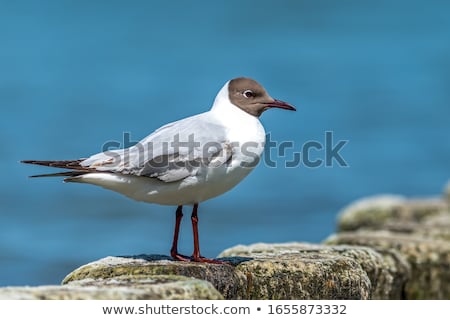 Foto stock: Black Headed Gull In Flight