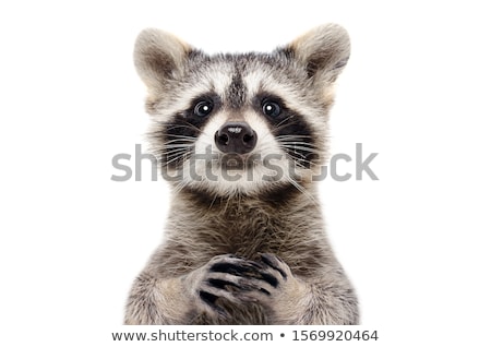 Foto stock: Raccoons In Love