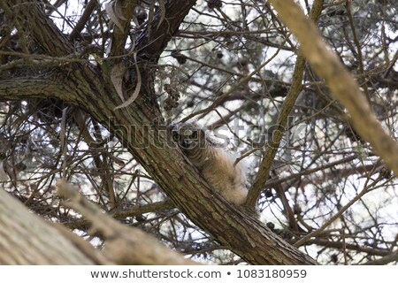 Coastal Great Horned Owl Chick Foto stock © yhelfman