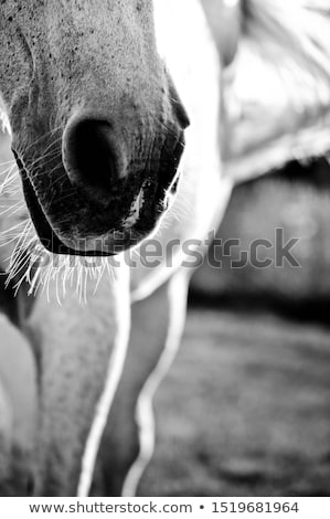 Stock fotó: Beautiful Girl With Black Hair Horse