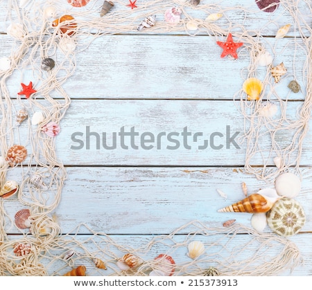 Stock foto: Sea Shell Background Summertime Destination And Beach Holiday T