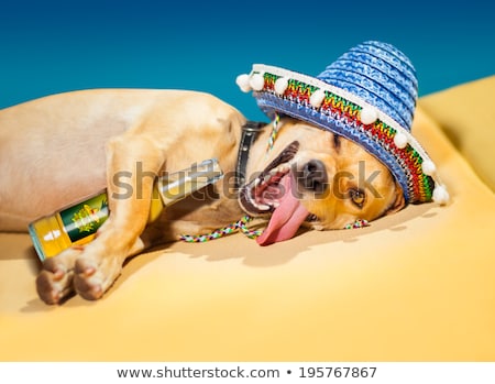 Stockfoto: Drunk Dog With Beer