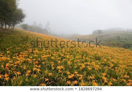 Foto stock: Hillside