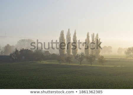 Stok fotoğraf: Foggy Rural Landscape In Morning In The Eifel